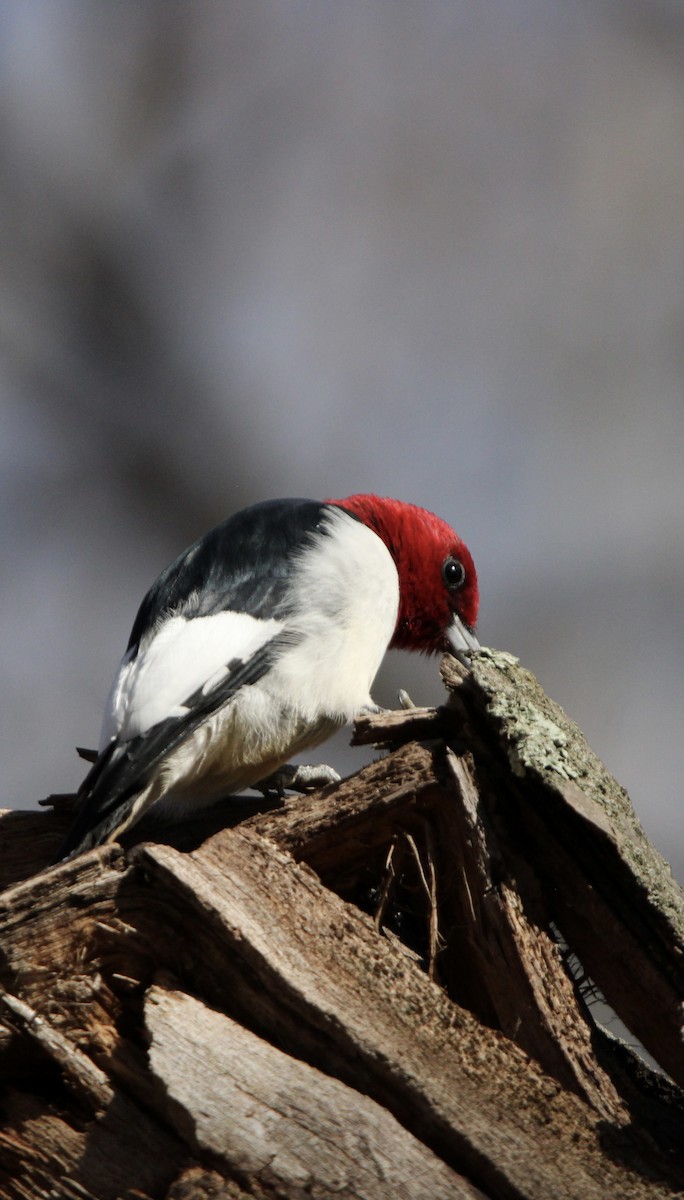 Red-headed Woodpecker - ML618034217