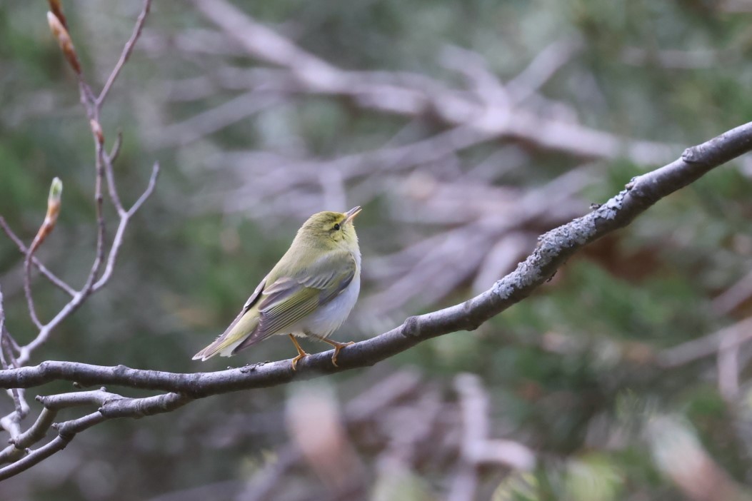 Wood Warbler - ML618034222