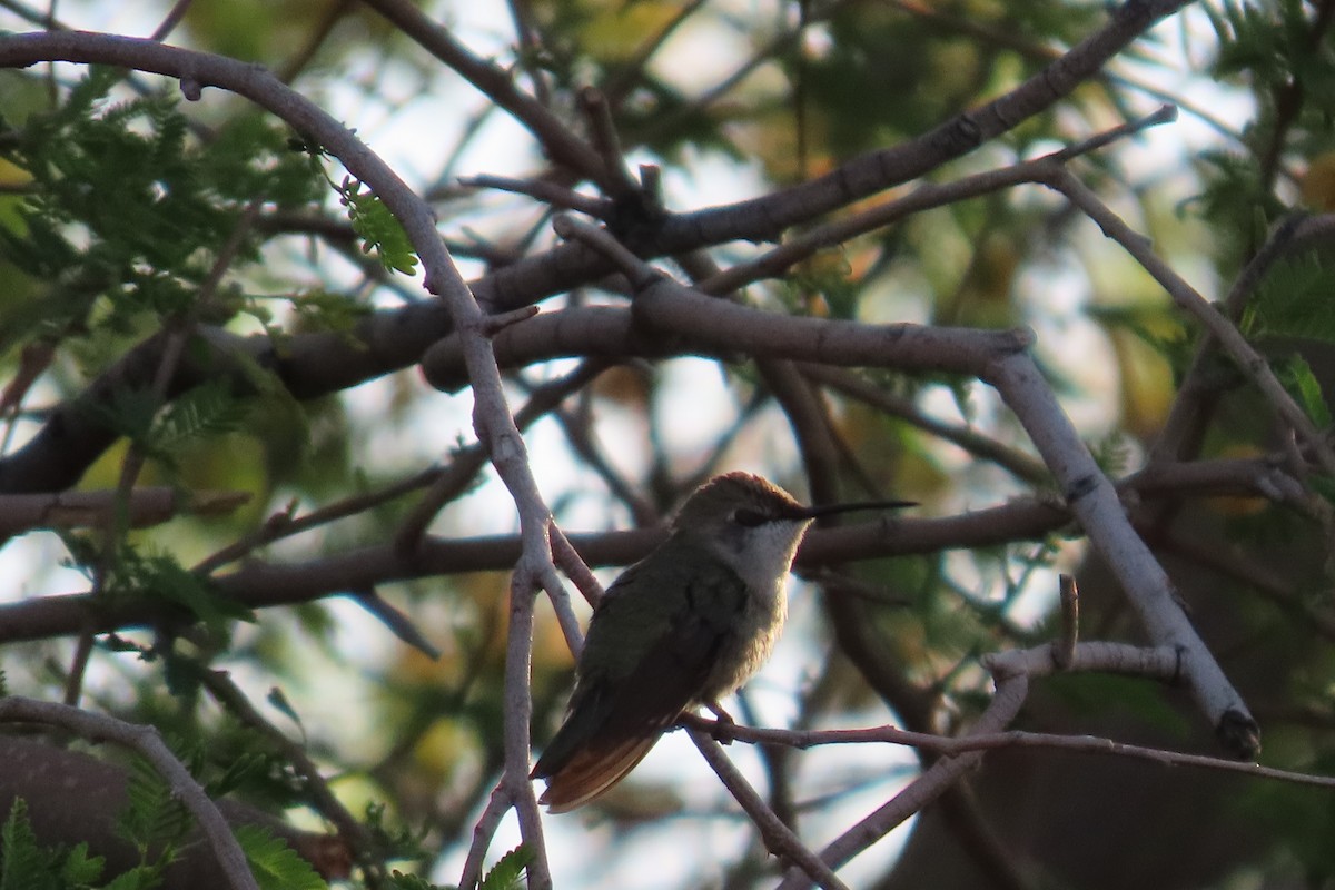 Costa's Hummingbird - ML618034226