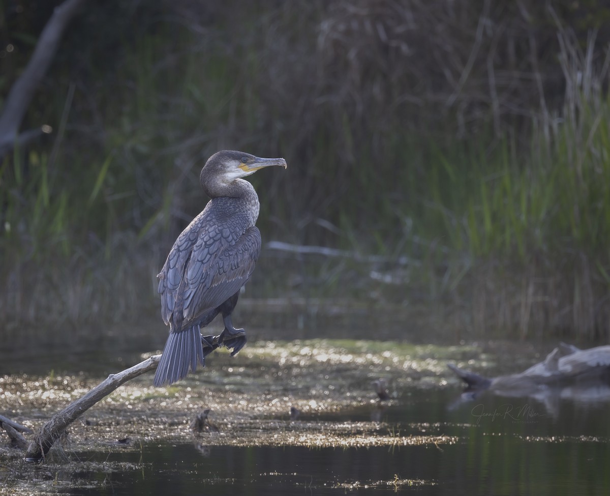 Cormorán Grande - ML618034227