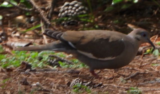 White-winged Dove - Vern Tunnell