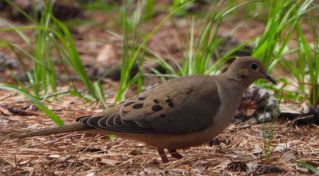 Mourning Dove - ML618034235