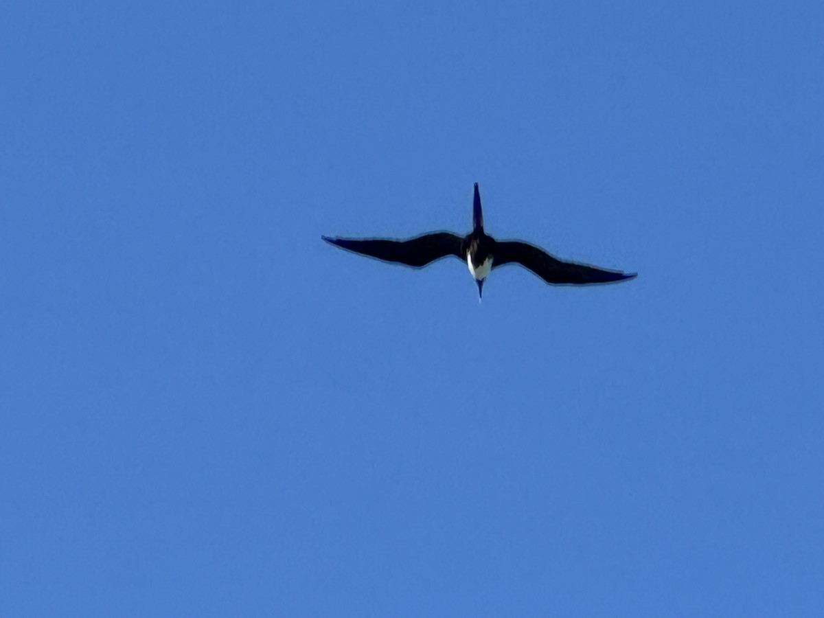 Magnificent Frigatebird - ML618034248