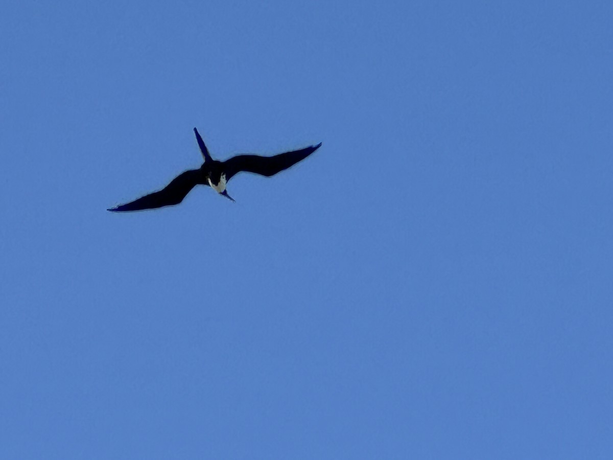 Magnificent Frigatebird - ML618034249