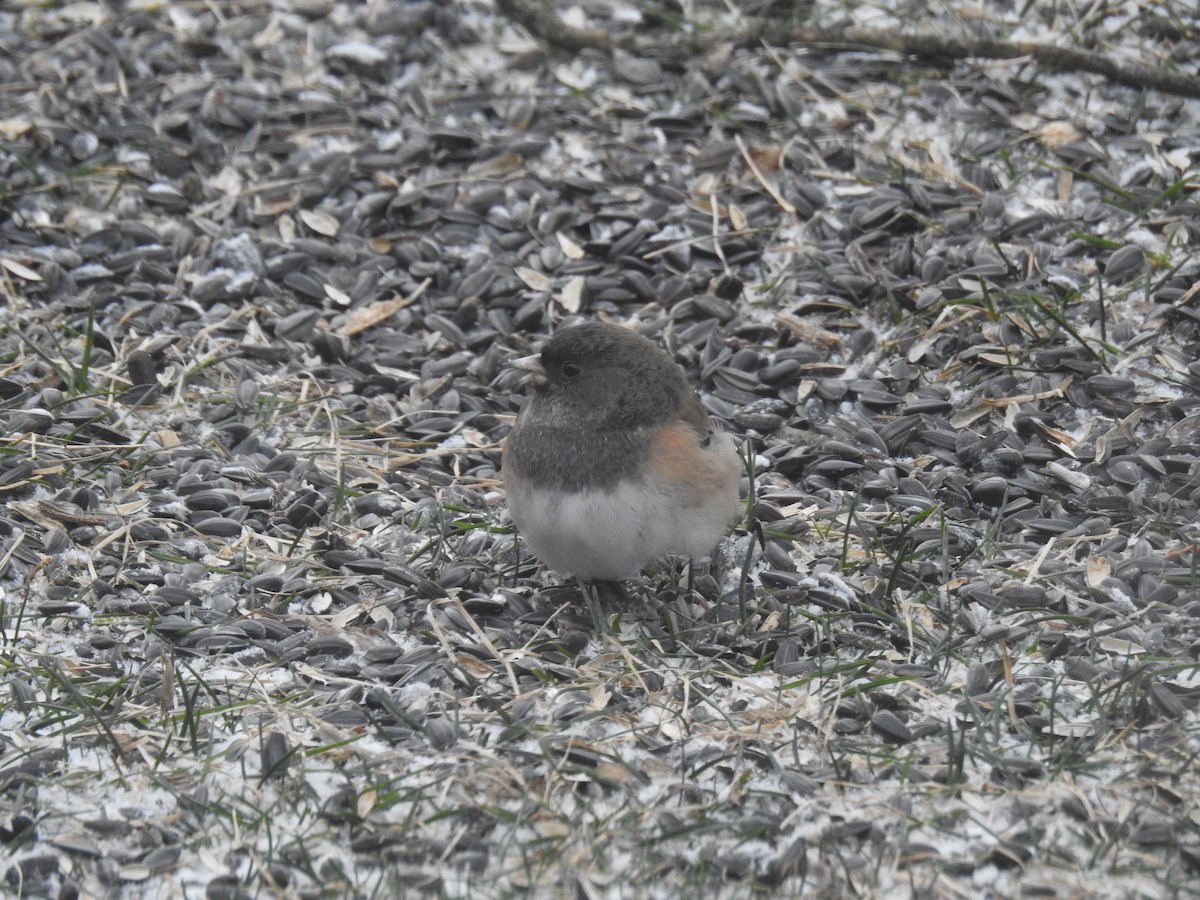 Dark-eyed Junco (cismontanus) - Joseph Boros