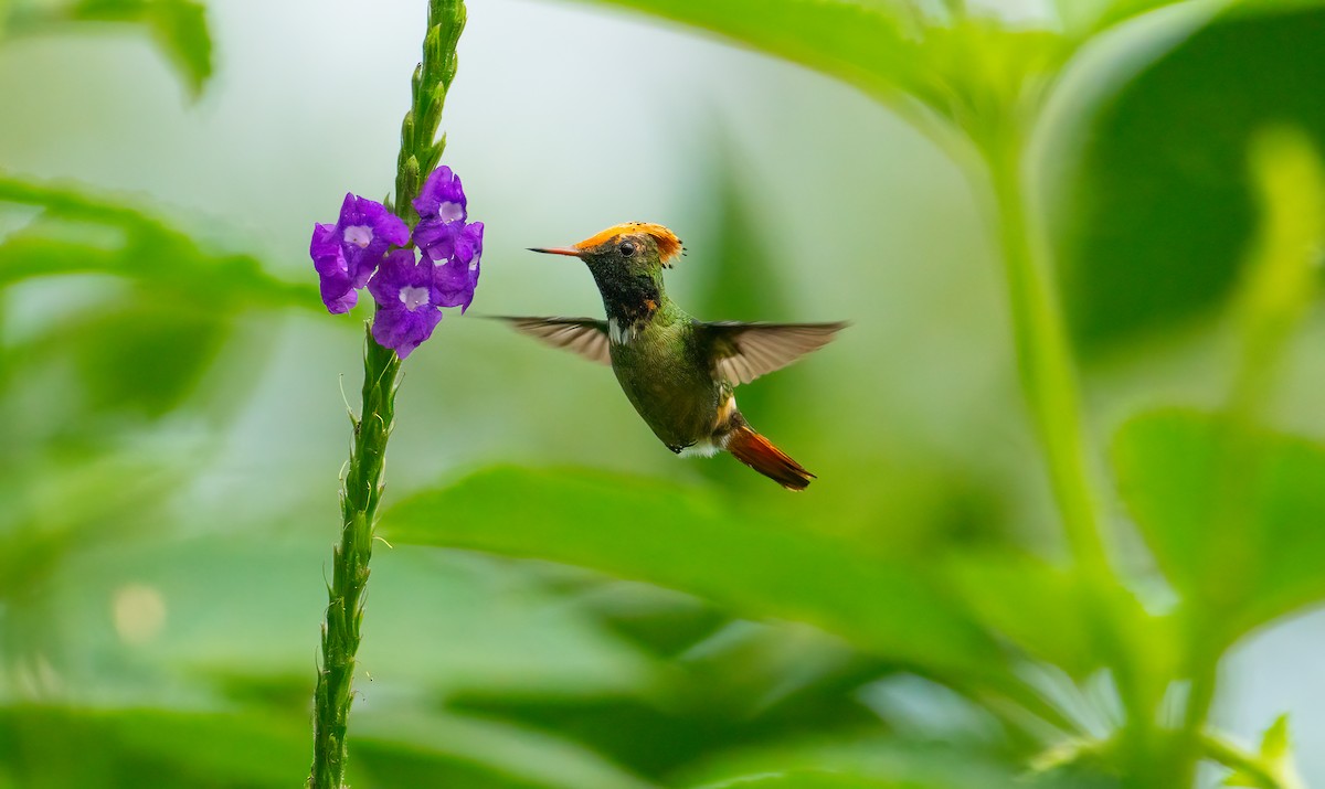 Spangled Coquette - Ian Jones