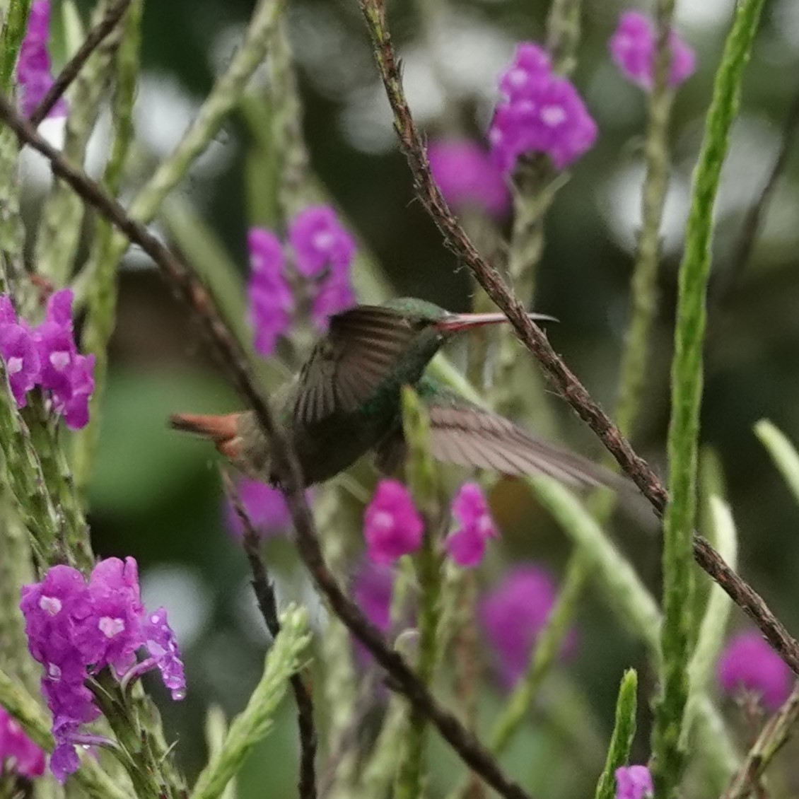 Rufous-tailed Hummingbird - ML618034277