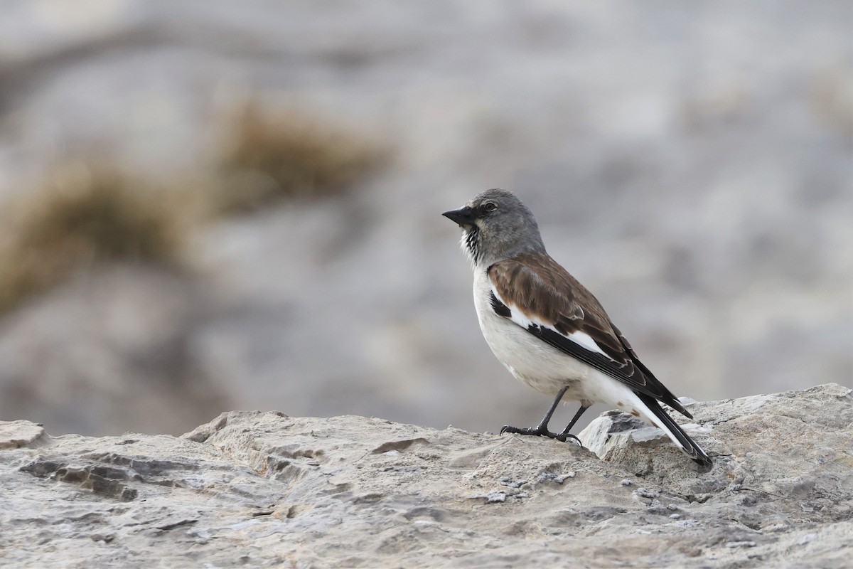 White-winged Snowfinch - Brian Gibbons