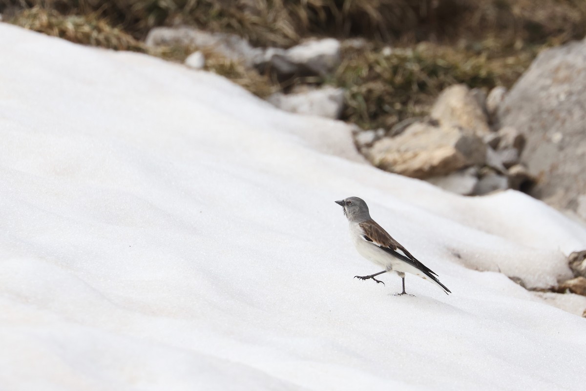 White-winged Snowfinch - Brian Gibbons