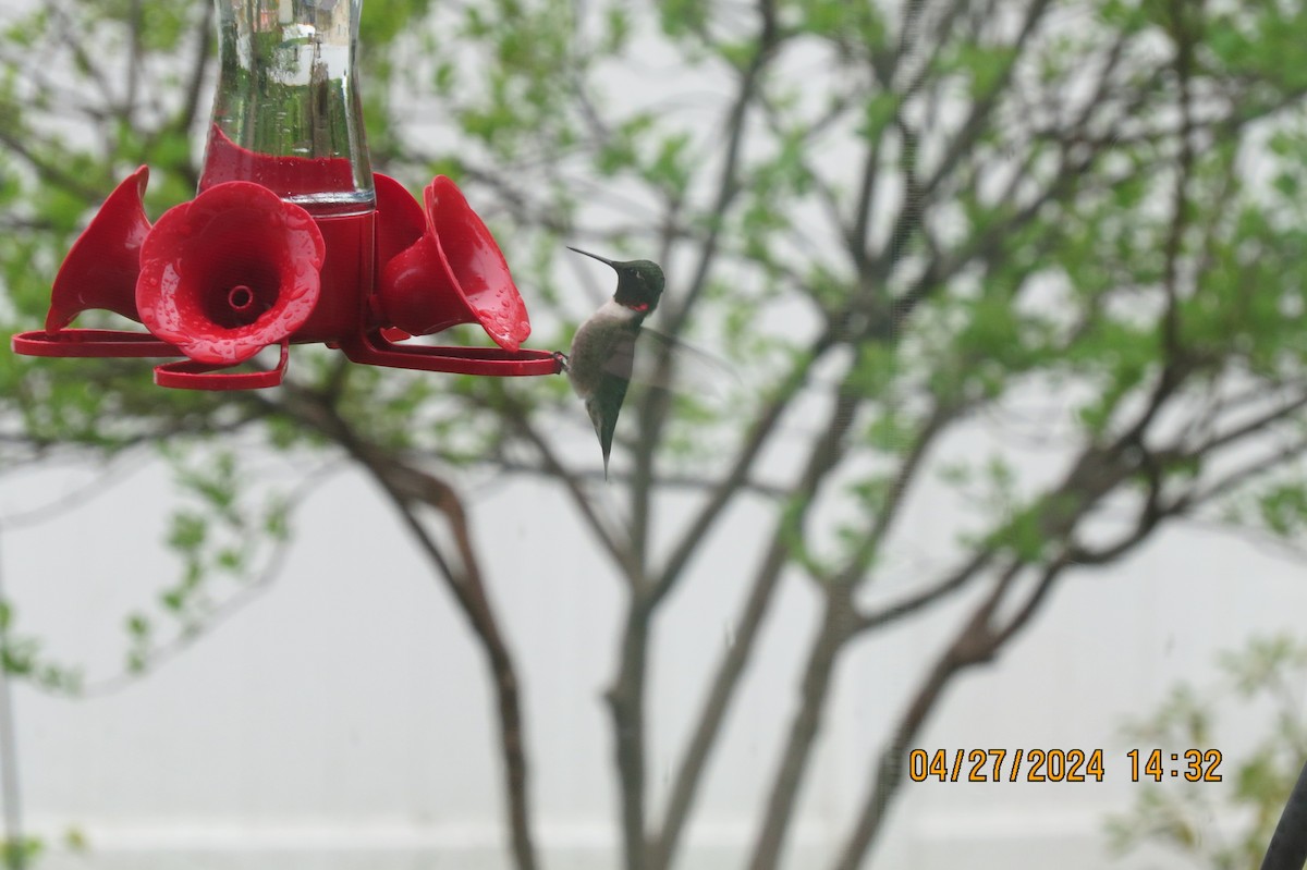Рубиновогорлый колибри - ML618034300