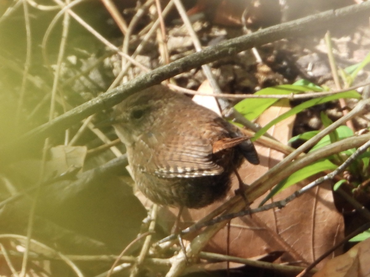 Winter Wren - ML618034308