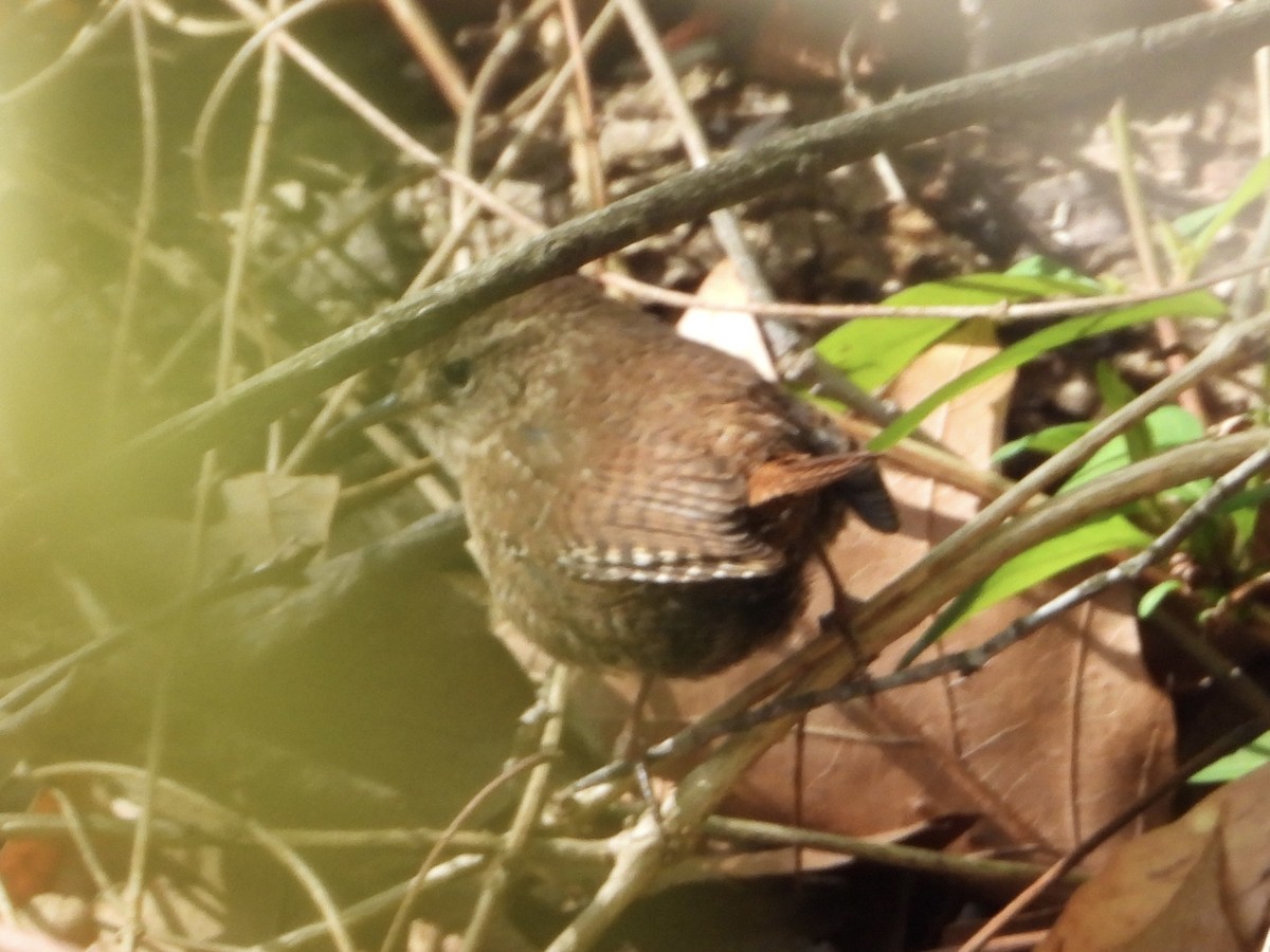 Winter Wren - ML618034309