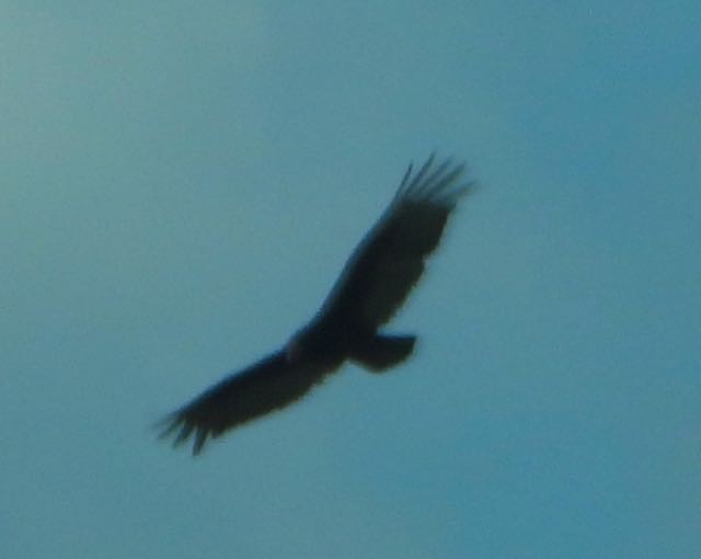 Turkey Vulture - ML618034312