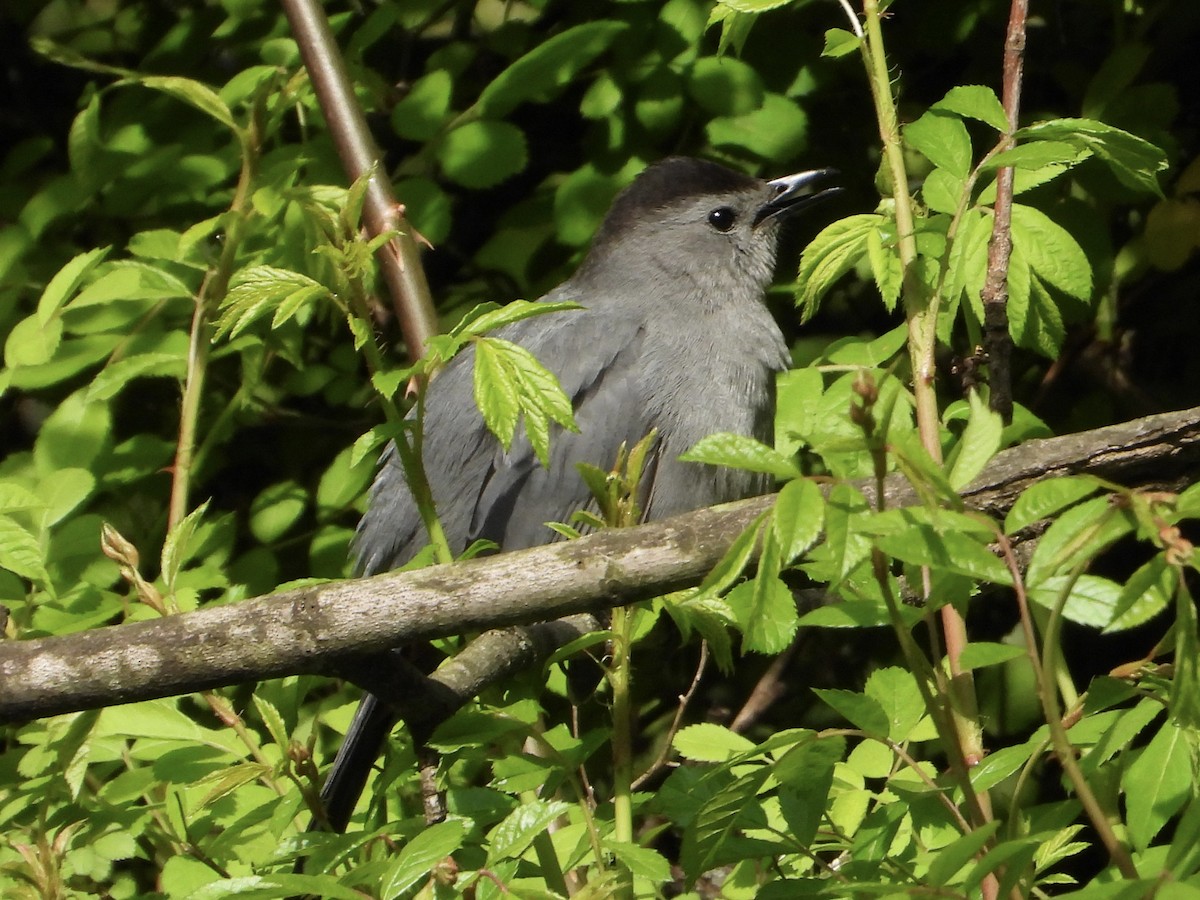 Gray Catbird - ML618034318