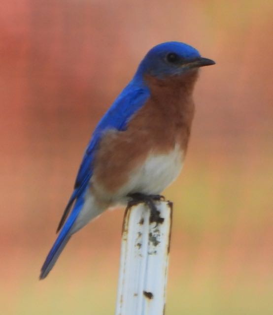 Eastern Bluebird - Vern Tunnell