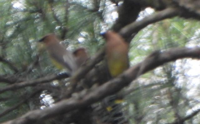 Cedar Waxwing - ML618034335