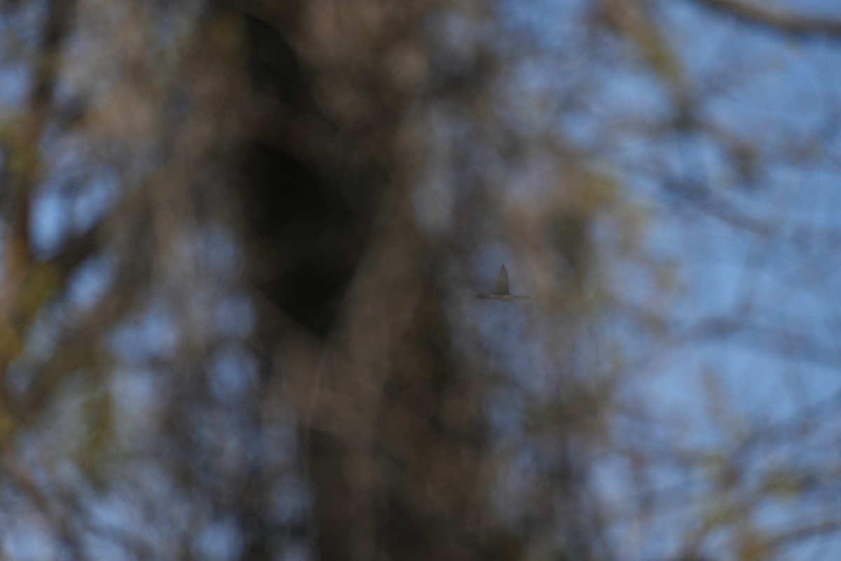 Common Loon - Dwayne Murphy