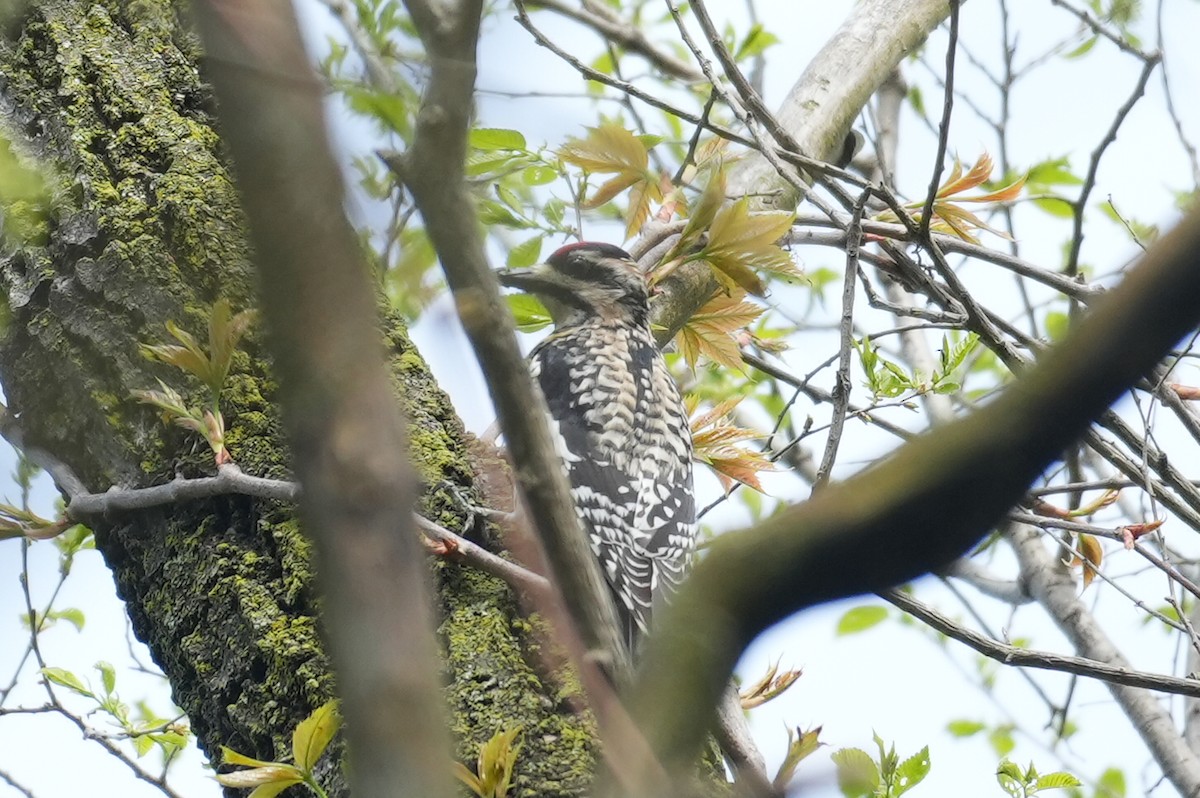 Yellow-bellied Sapsucker - ML618034357