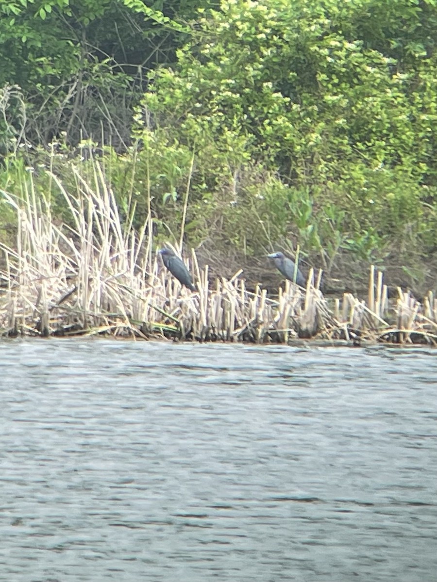 Little Blue Heron - ML618034364