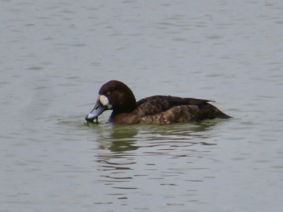 Greater Scaup - ML618034366