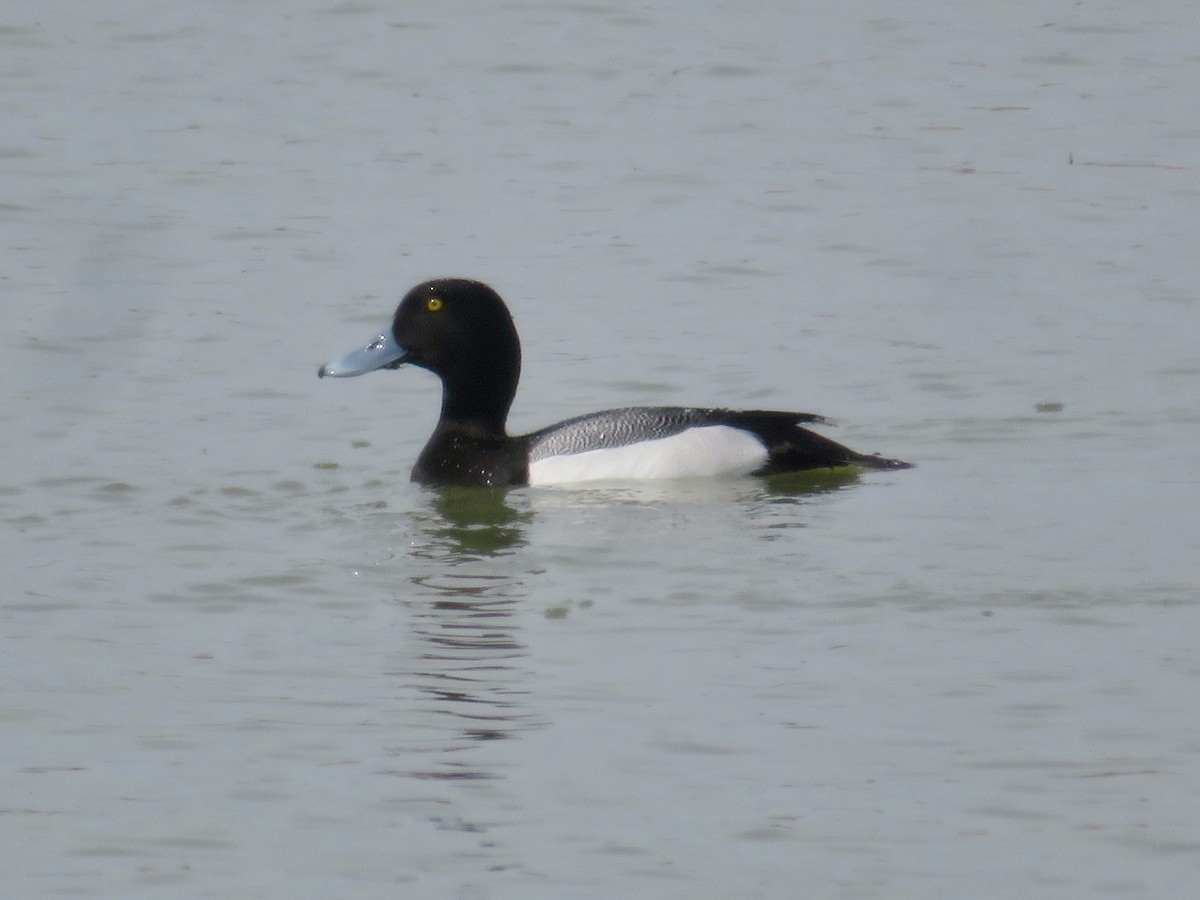 Greater Scaup - ML618034367