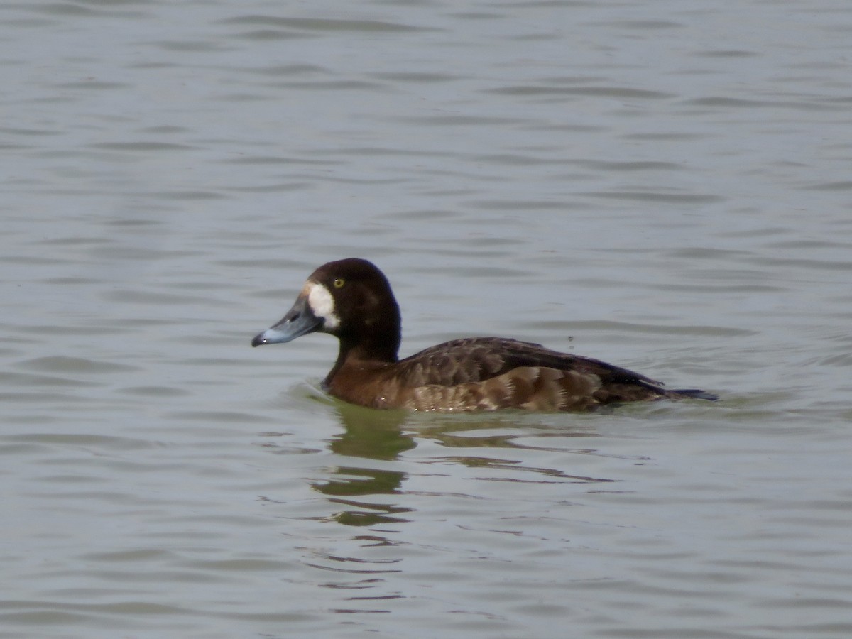 Greater Scaup - ML618034368