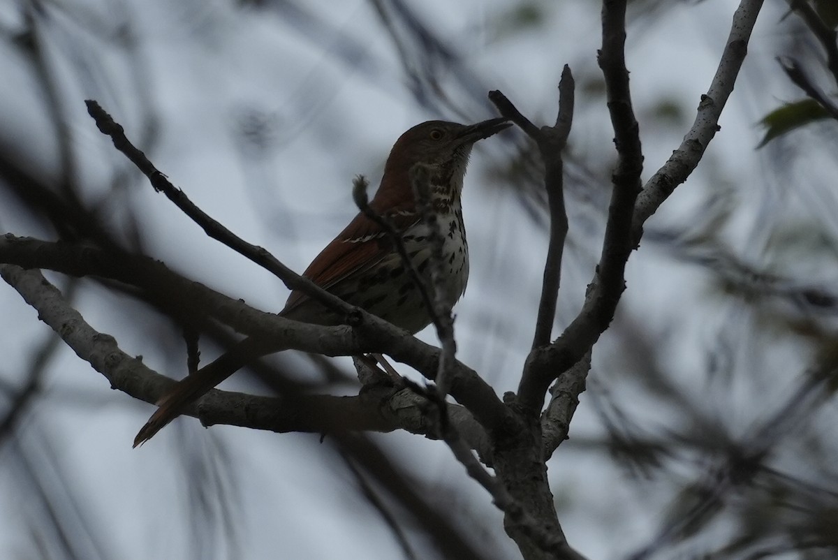 Brown Thrasher - ML618034370