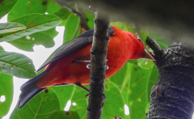 Scarlet Tanager - Ana  Wo Ching