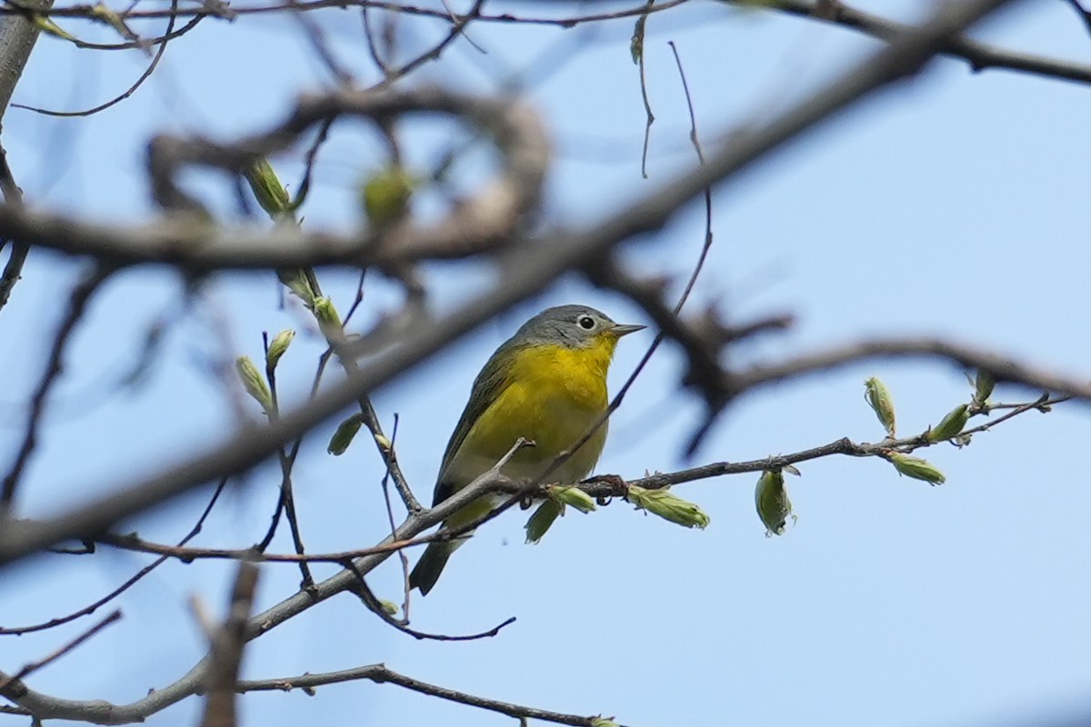 Nashville Warbler - ML618034390