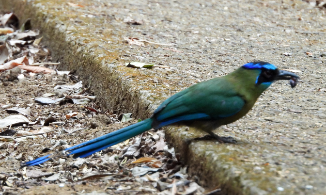 diademmotmot - ML618034405