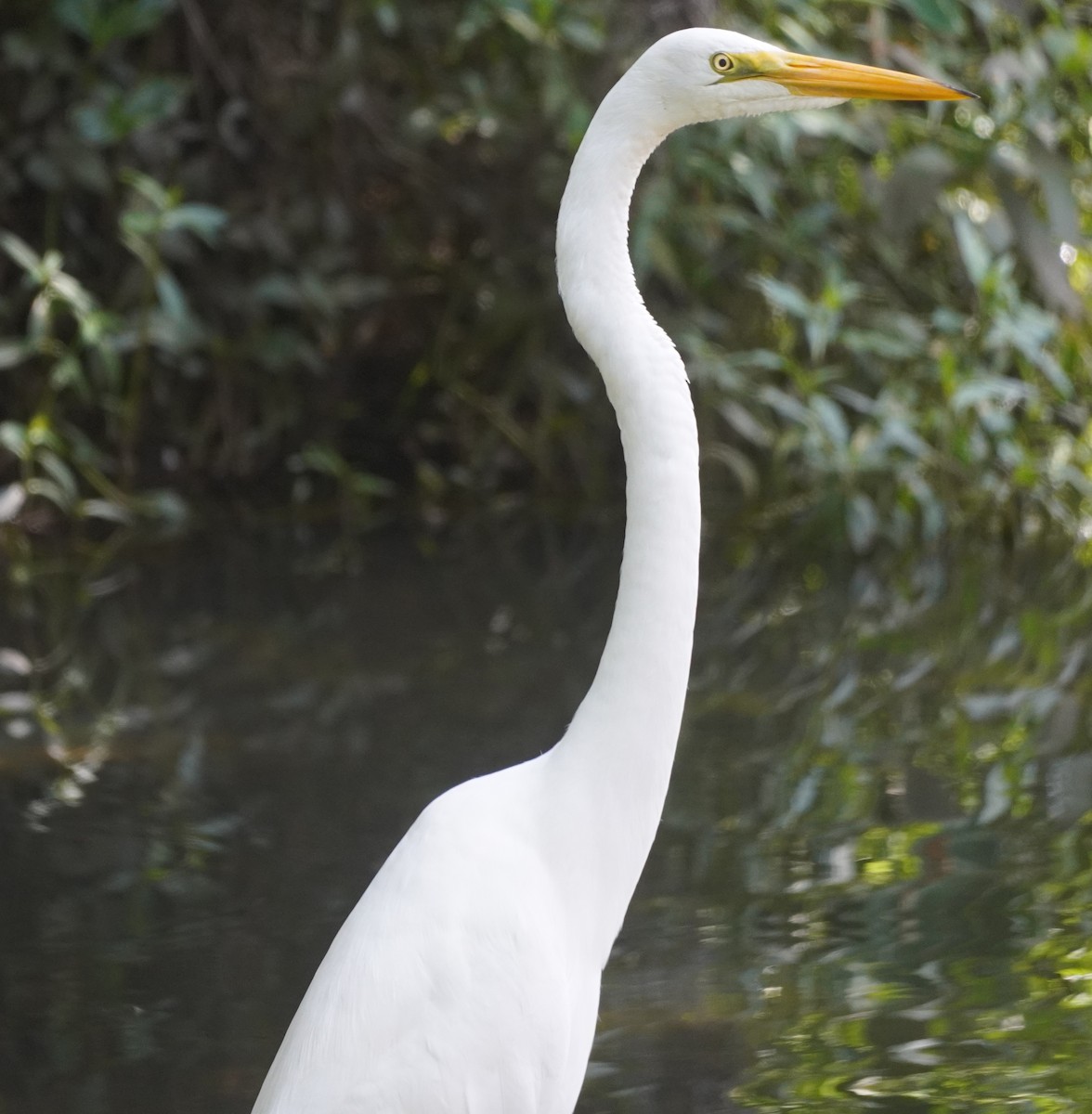 Great Egret - ML618034409