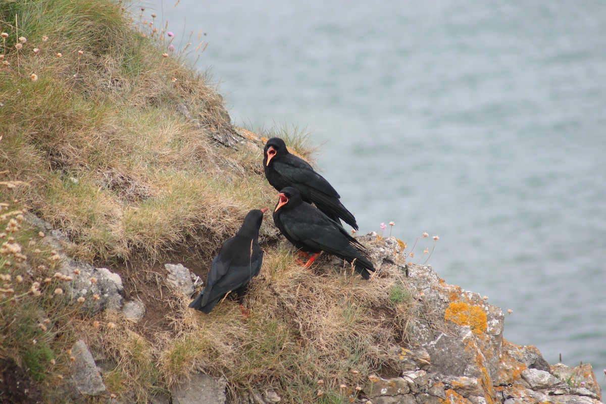 Red-billed Chough - ML61803441