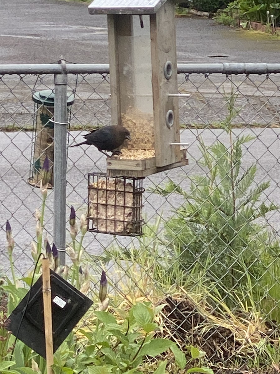 Brown-headed Cowbird - Kelly Thoreson