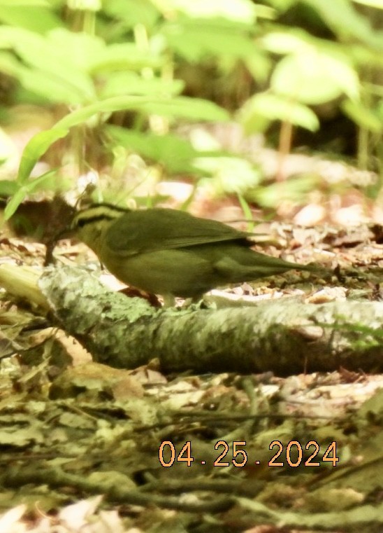 Worm-eating Warbler - ML618034436