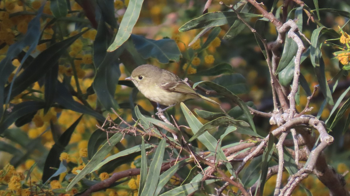 Hutton's Vireo - Brian Nothhelfer