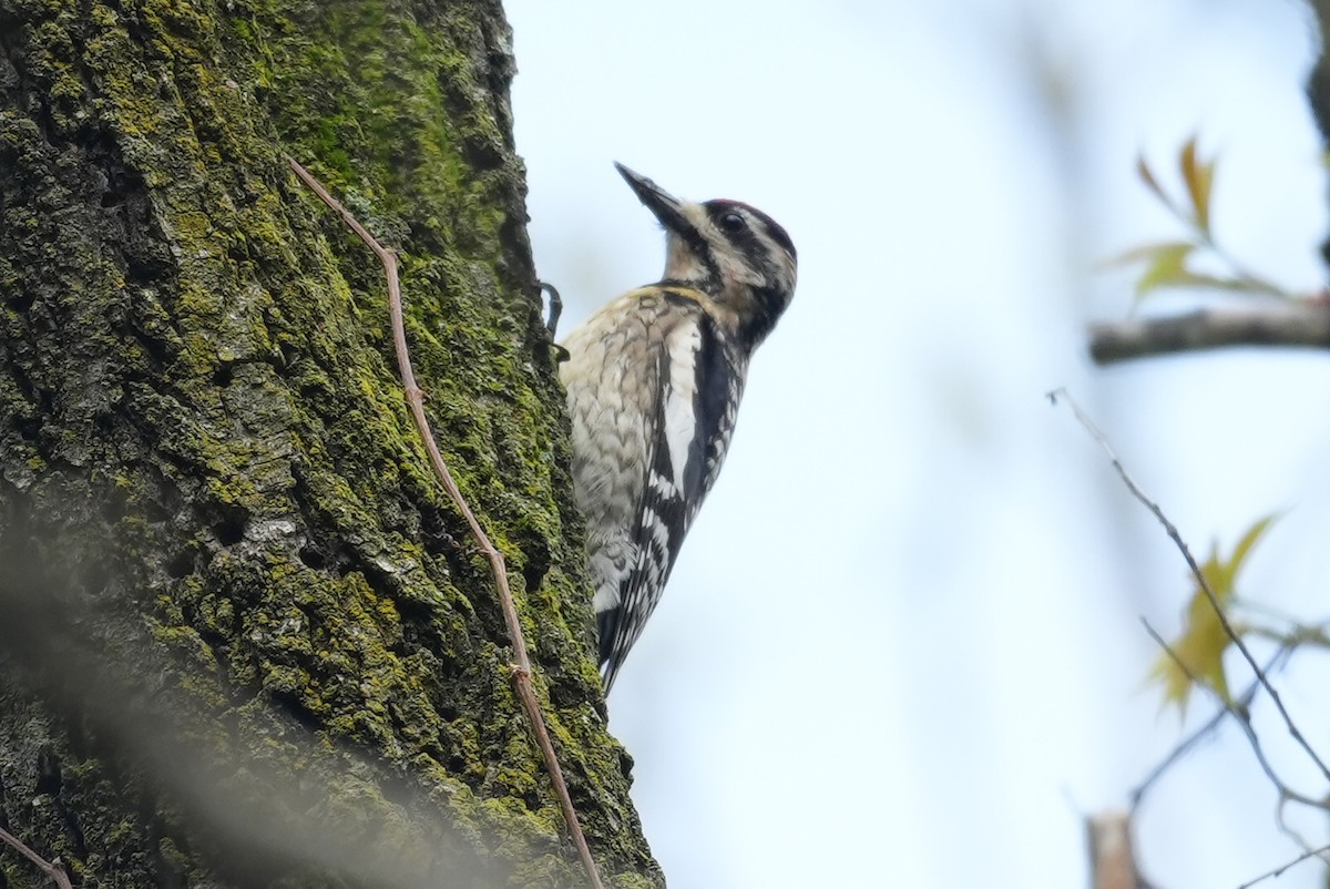 Yellow-bellied Sapsucker - Dwayne Murphy