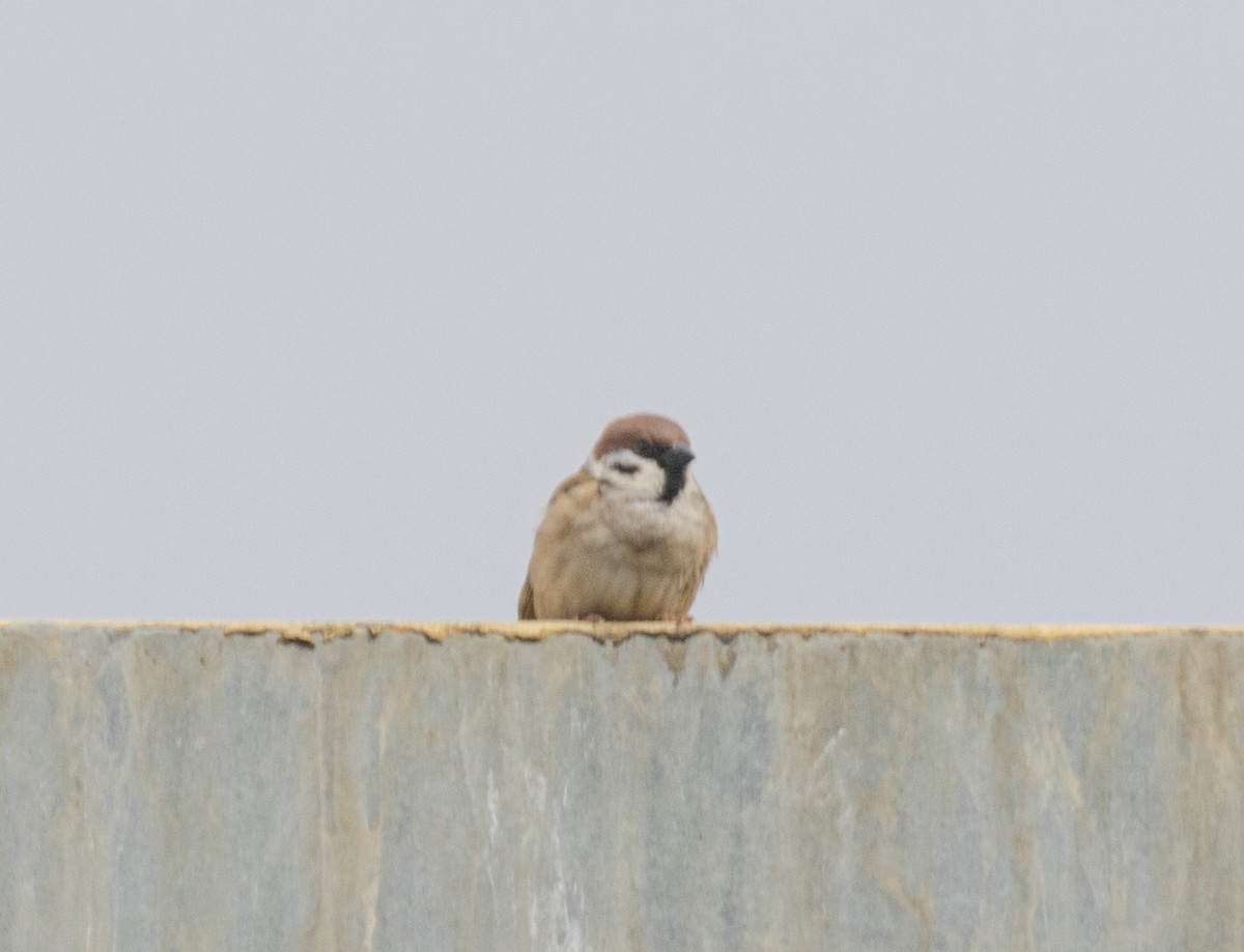 Eurasian Tree Sparrow - ML618034450