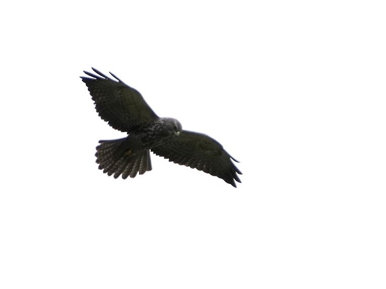 Swainson's Hawk - M Kelly