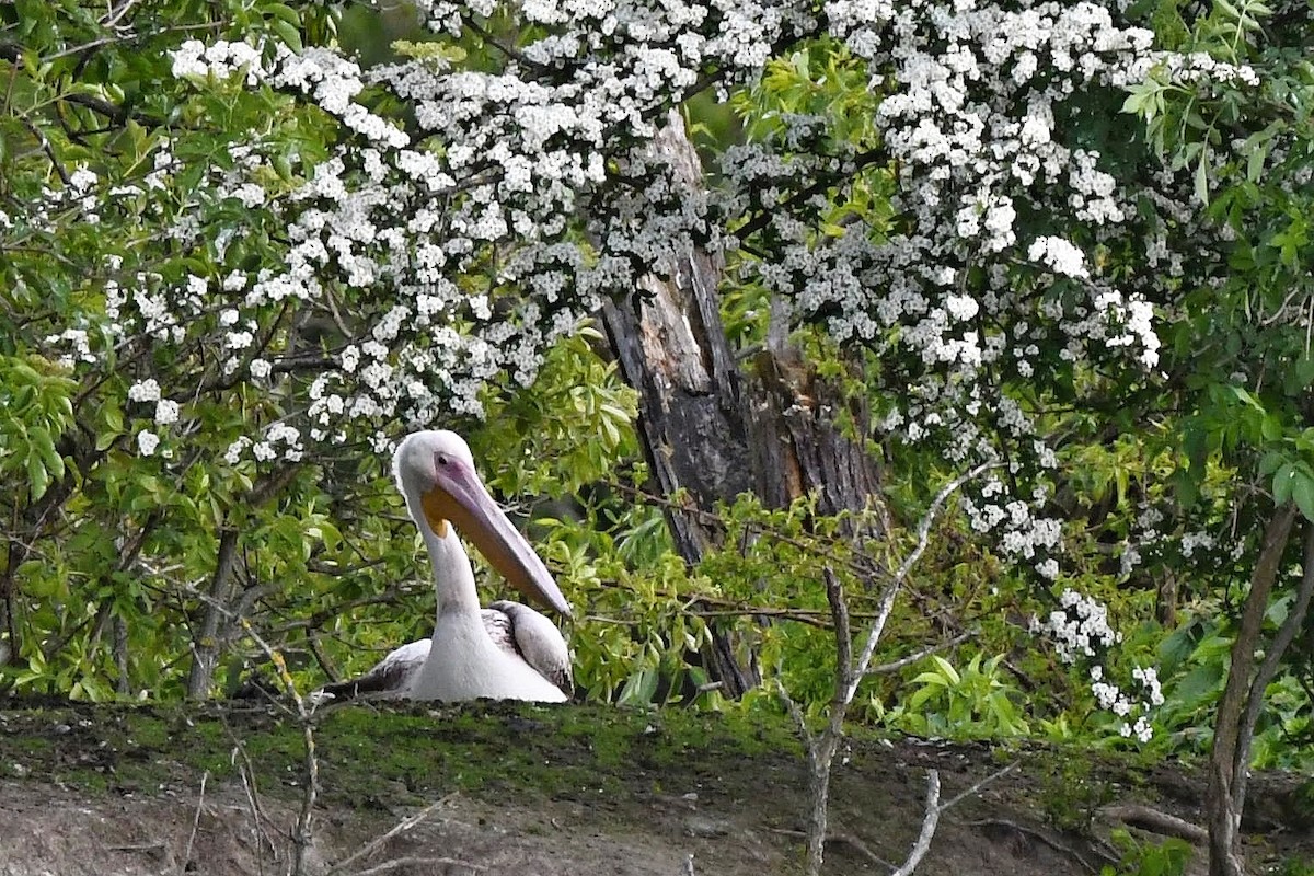 Great White Pelican - ML618034494