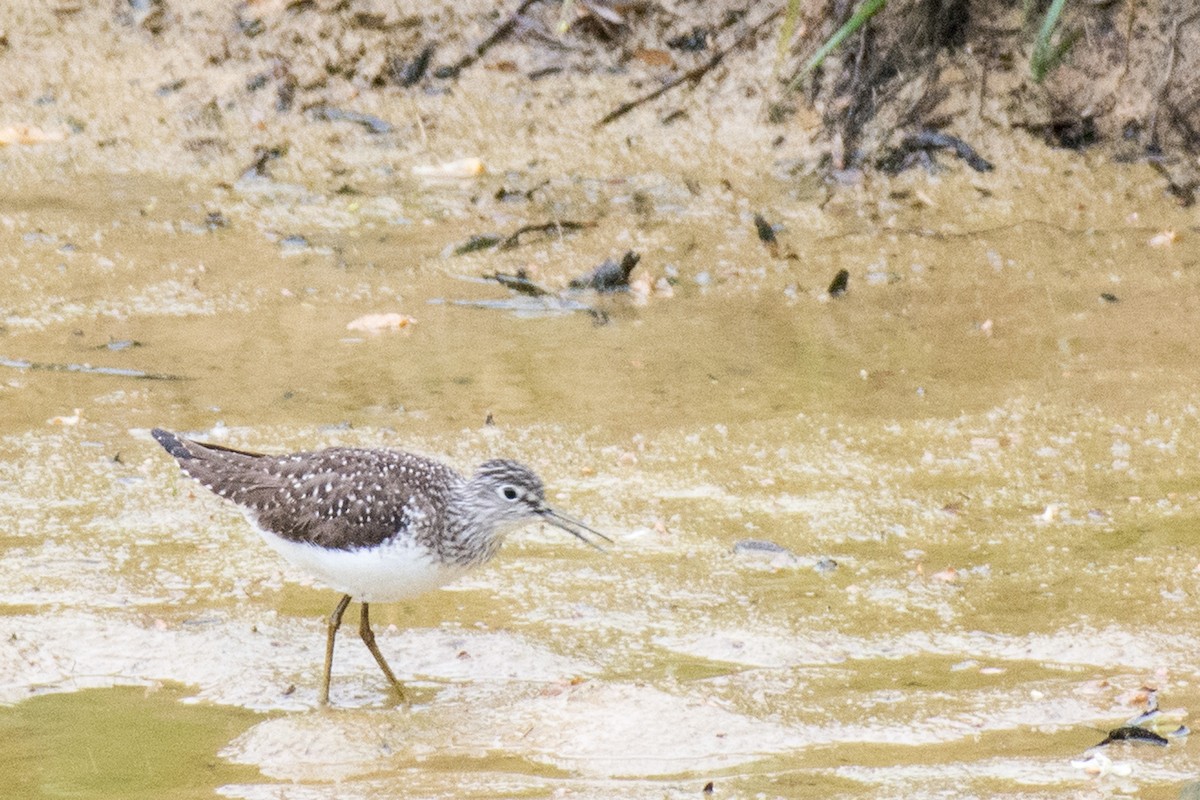 Solitary Sandpiper - ML618034531