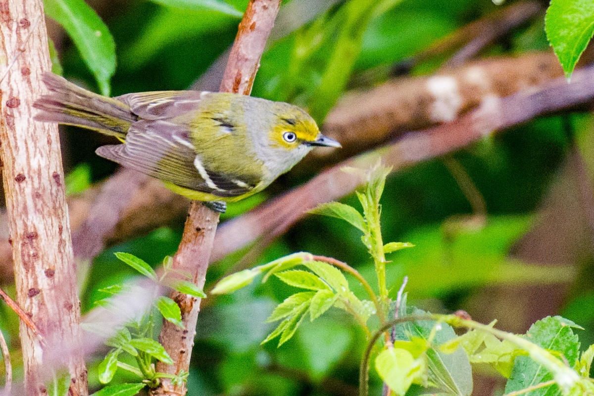 White-eyed Vireo - ML618034549