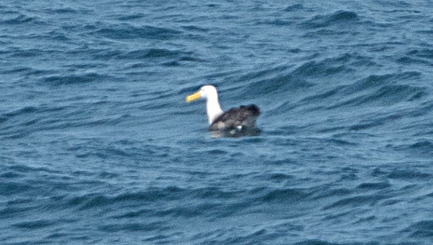 albatros galapážský - ML618034572