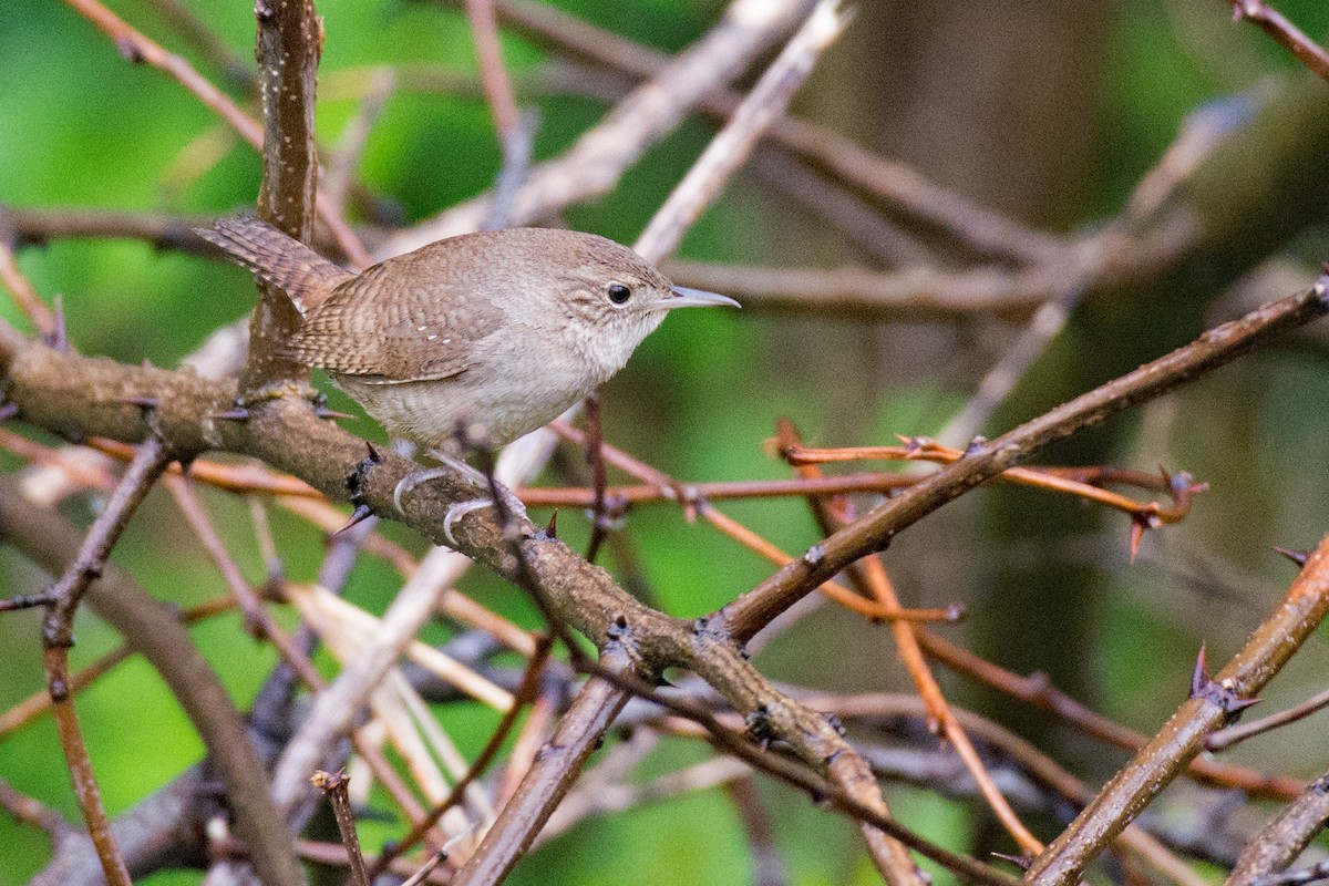 House Wren - ML618034577