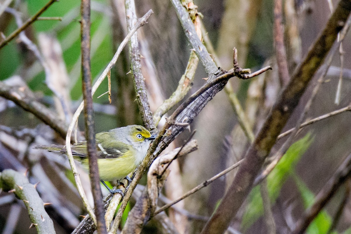 White-eyed Vireo - Leon  Graber