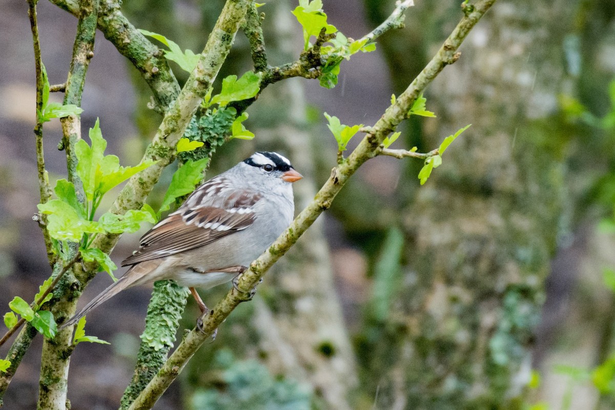 White-crowned Sparrow (Dark-lored) - ML618034594