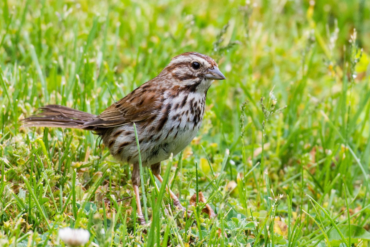 Song Sparrow (melodia/atlantica) - ML618034596