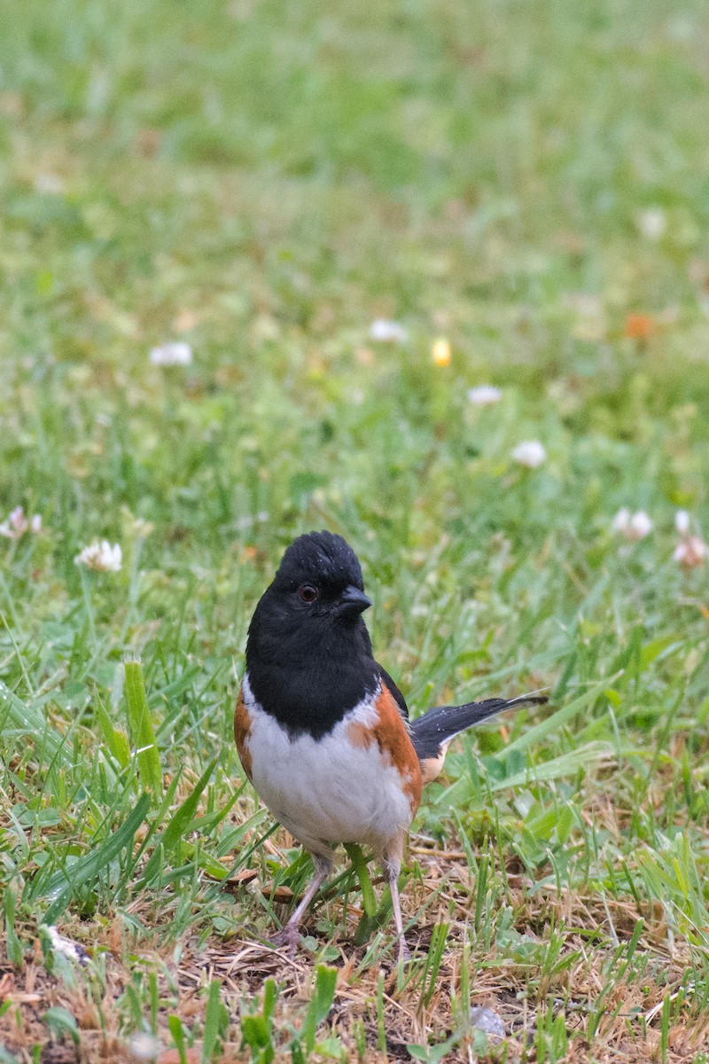 Eastern Towhee - ML618034599