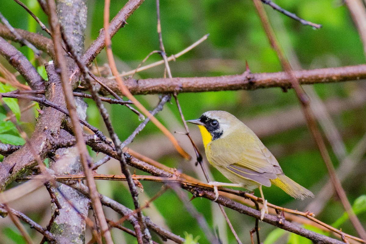 Common Yellowthroat - ML618034612