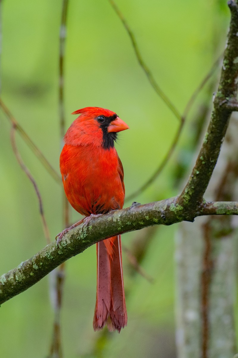 Northern Cardinal - ML618034619