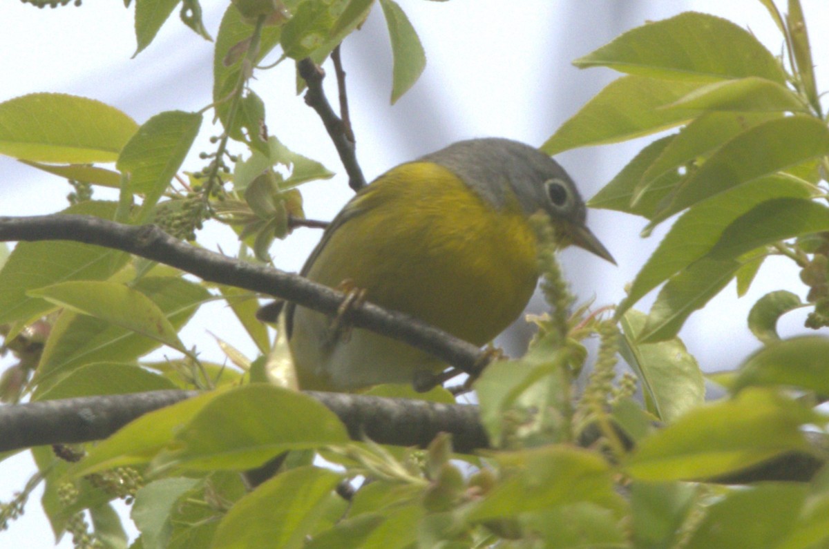 Nashville Warbler - ML618034622